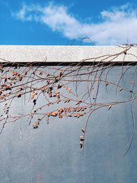 Plants against blue sky