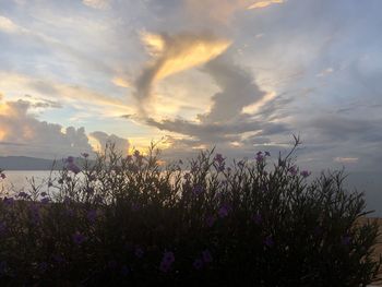 Scenic view of flowering plants on field against sky during sunset