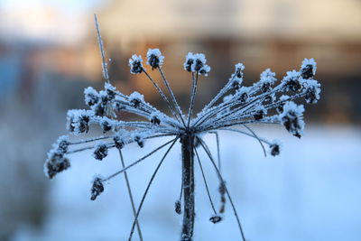 Close-up of frozen plant