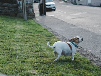 Dog on grass