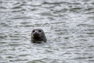 Close-up of seal in sea