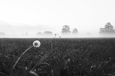 Dog on field against sky