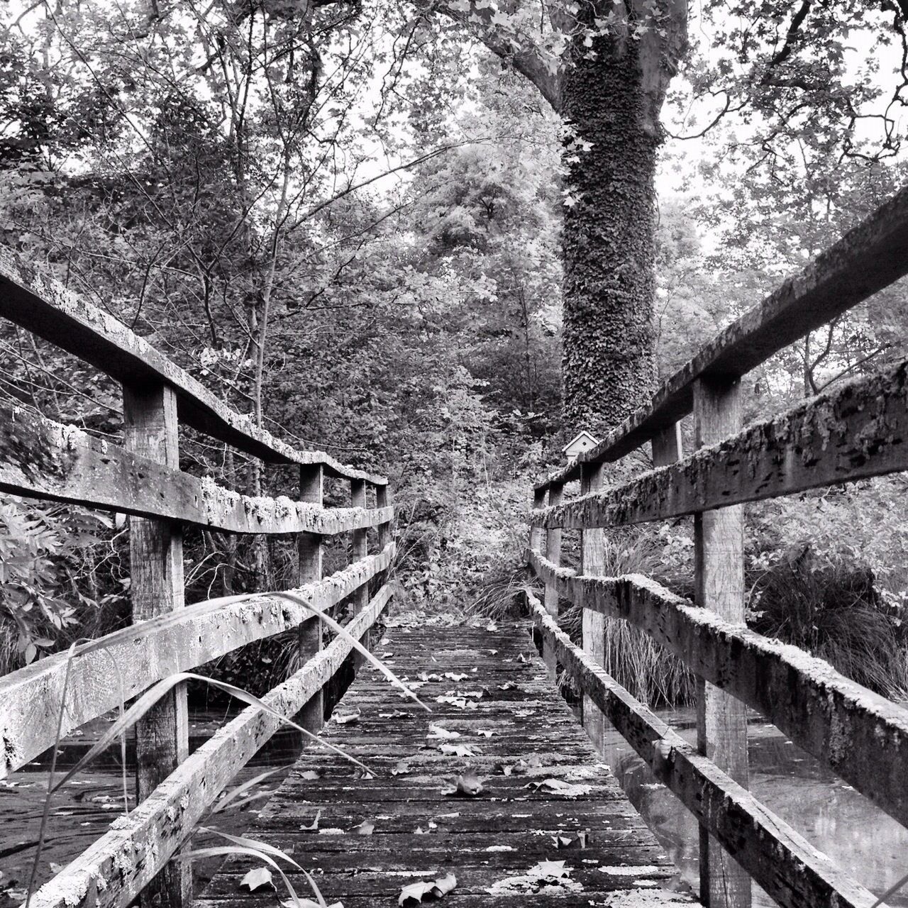 the way forward, tree, railing, steps, wood - material, steps and staircases, built structure, footbridge, forest, diminishing perspective, staircase, architecture, tranquility, narrow, growth, nature, wooden, walkway, vanishing point, day