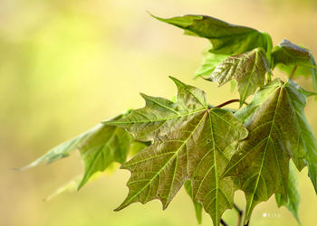 Close-up of fresh green leaves