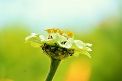 Close-up of flowering plant