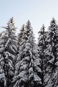 Low angle view of trees against sky