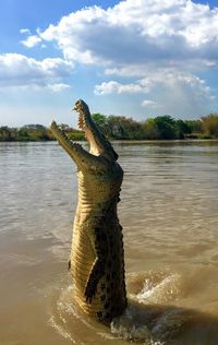 Driftwood on beach against sky