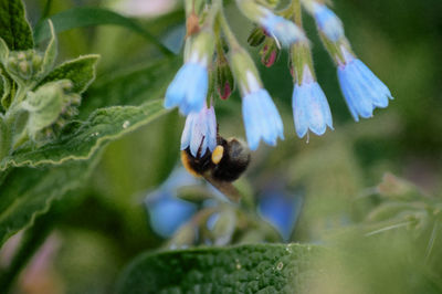 Close-up of honey bee pollinating flower