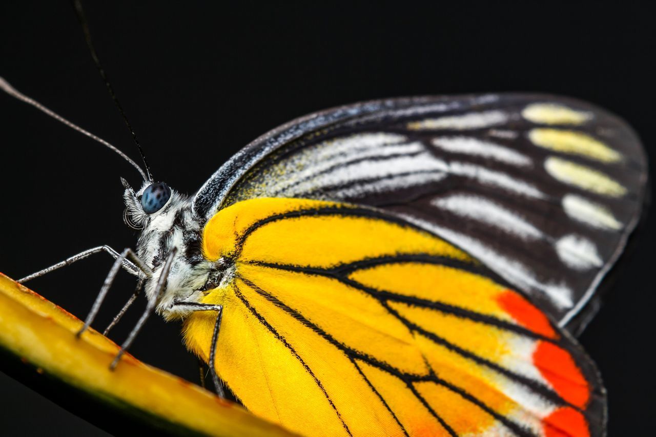 BUTTERFLY ON YELLOW FLOWER