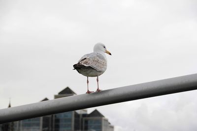 Low angle view of seagull perching on railing