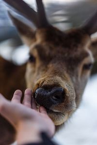 Close-up of hand reaching towards deer