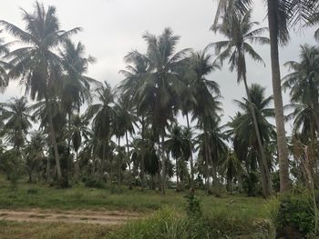 Palm trees on field against sky