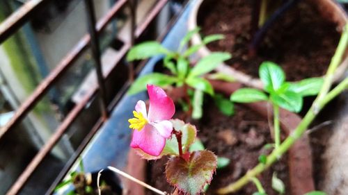 Close-up of pink flowering plant