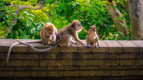 Monkey sitting on wall
