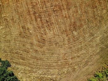 Full frame shot of tree trunk