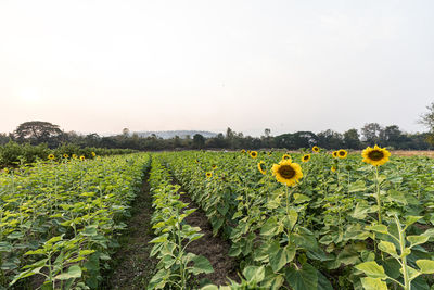 Scenic view of sunflower field against clear sky