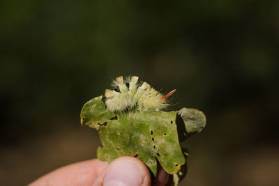 Close-up of hand holding plant