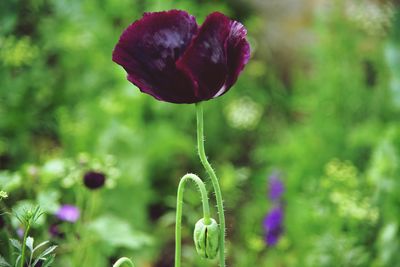 Close-up of purple flowering plant