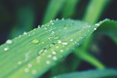 Close-up of water drops on leaf