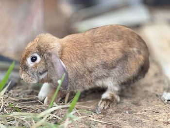 Close-up of rabbit