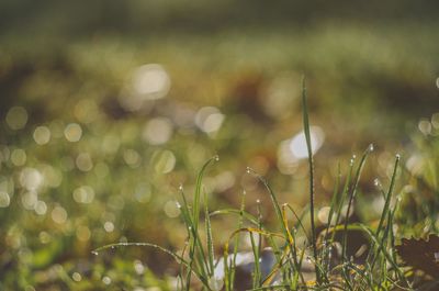 Close-up of water drops on grass