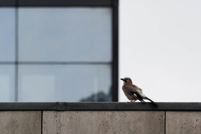 Bird perching on retaining wall