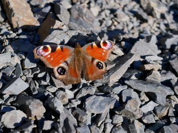 Close-up of butterfly on rock