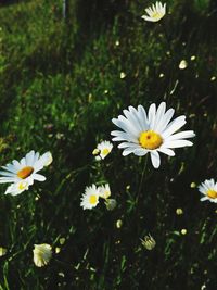 Close-up of white daisy flowers