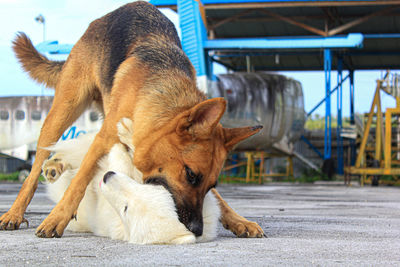 View of a dog