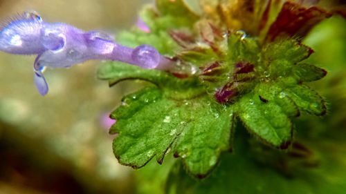 Close-up of purple flower