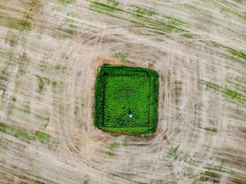 High angle view of green plant on field