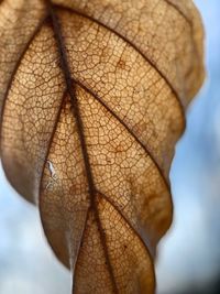 Close-up of dry leaf