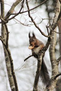 Low angle view of squirrel sitting on tree