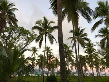 Scenic view of trees against sky