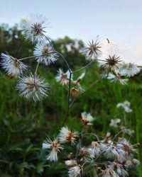 Close-up of white dandelion flowers in field
