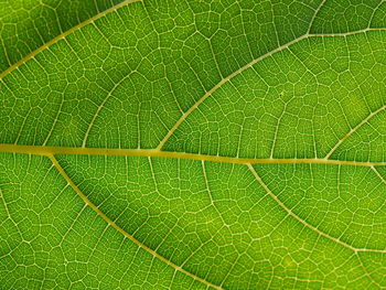 Macro shot of green leaf