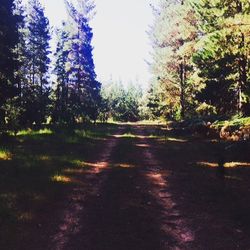 Footpath passing through forest