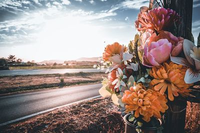 Close-up of flowering plant by road against sky