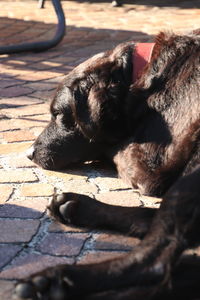 Close-up of dog sleeping on footpath