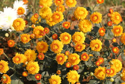 Close-up of marigold flowers blooming outdoors