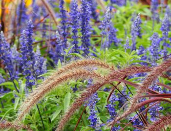 Close-up of purple flowers on field