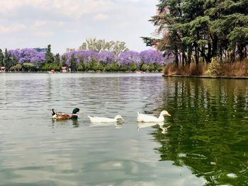 Swans swimming in lake agains blossom trees
