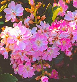 Close-up of pink flowers