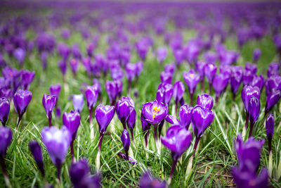 Close-up of purple crocus flowers on field