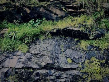 High angle view of trees growing in forest