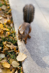 High angle view of squirrel