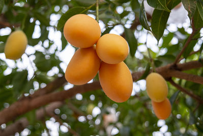 Low angle view of fruits on tree