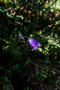 Close-up of purple flowering plant on land