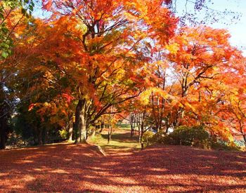 Trees in autumn