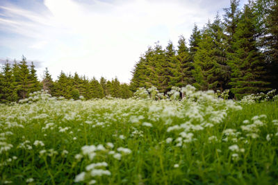Pine trees on field against sky